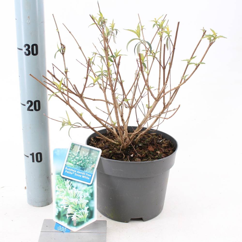 Buddleja Dav. Free Petite weiss T17 H30