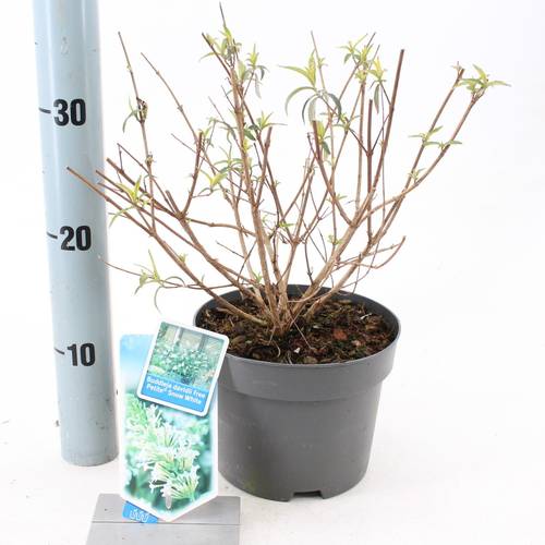 Buddleja Dav. Free Petite weiss T17 H30