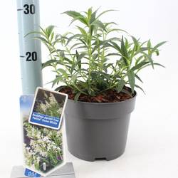 Buddleja Davidii weiss Free Petite T17 H030