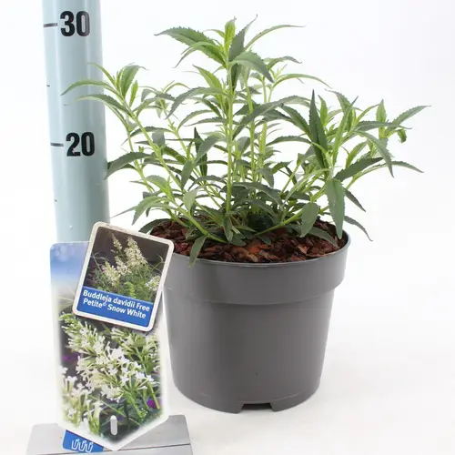 Buddleja Davidii weiss Free Petite T17 H030