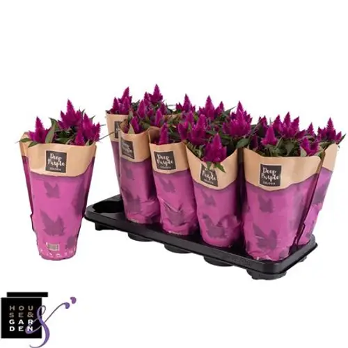 Celosia Deep P. Schnapch. Von Uhr T12 H025