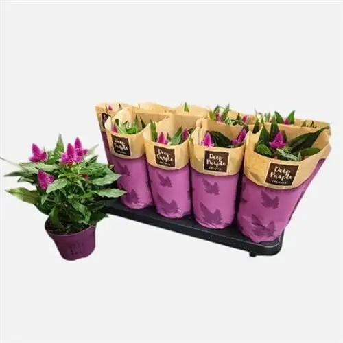 Celosia Deep P. Schnapch. Von Uhr T12 H025