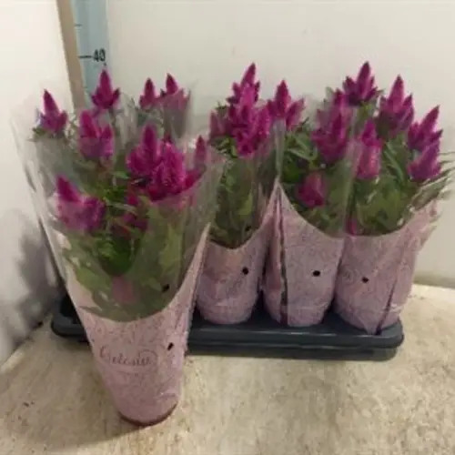 Celosia Deep P. Schnapch. Von Uhr T12 H038