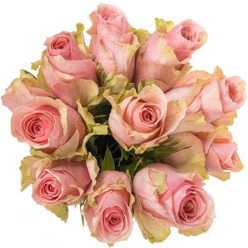 Rose hell rosa Tango 50cm