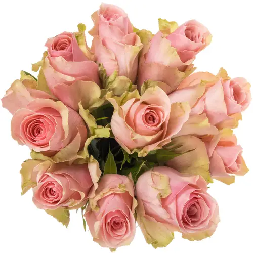 Rose hell rosa Tango 50cm