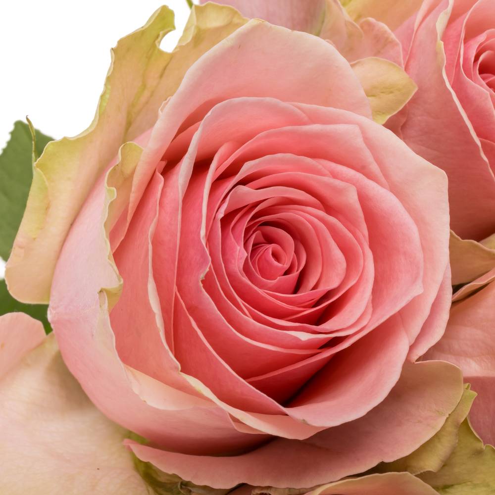 Rose hell rosa Tango 50cm