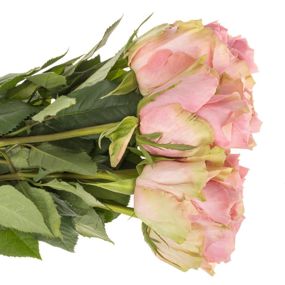 Rose hell rosa Tango 50cm