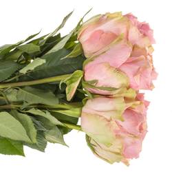 Rose hell rosa Tango 50cm