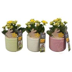 Kal.Arr mix PTPB6465 Ostern T10 H020