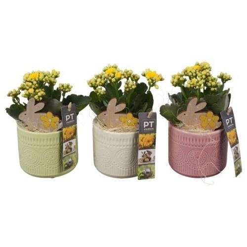 Kal.Arr mix PTPB6465 Ostern T10 H020