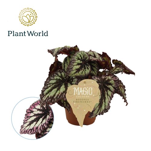 Begonia Rex Fireworks T12 H25