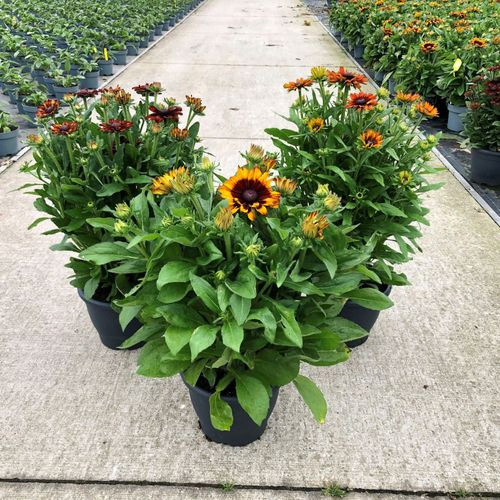 Rudbeckia Su mix T26 H60