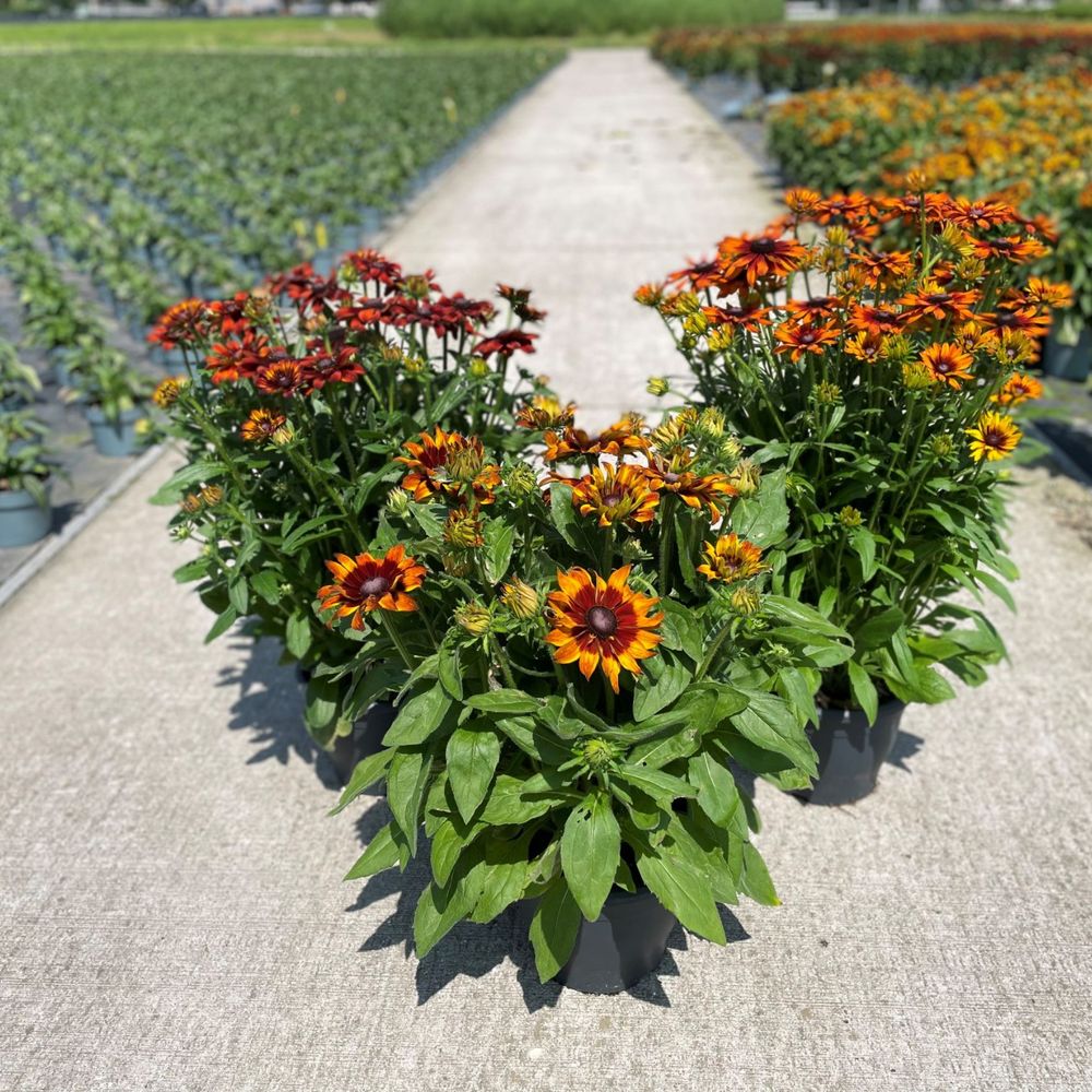 Rudbeckia Su mix T26 H60
