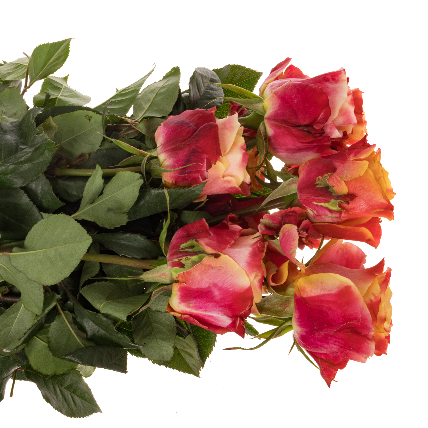 Rose gelb/rot 3D (Ec) 70cm X10