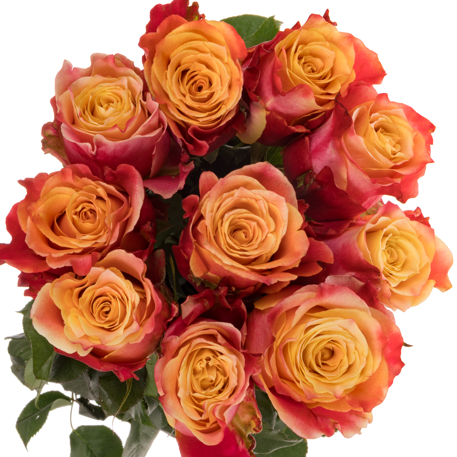 Rose gelb/rot 3D (Ec) 70cm X10