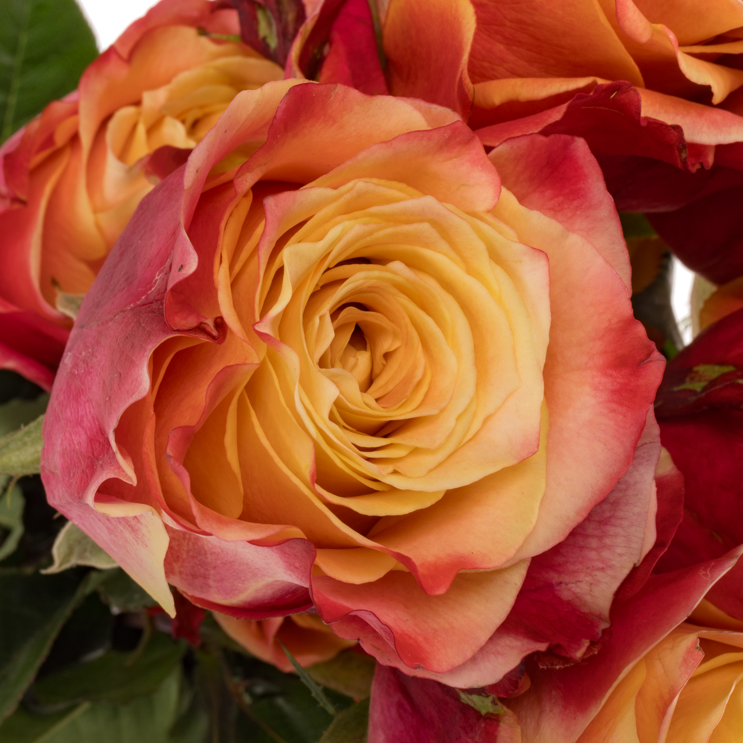 Rose gelb/rot 3D (Ec) 70cm X10