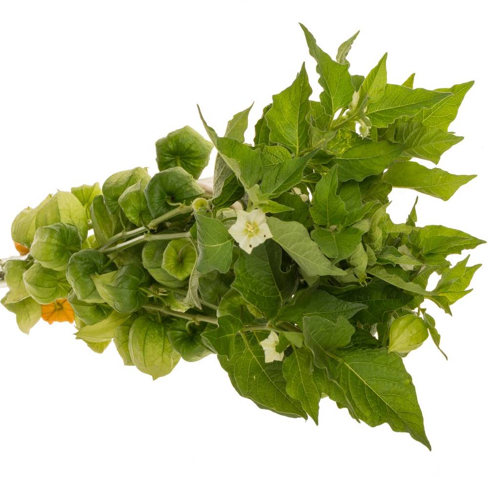 Physalis grün am Stiel 70cm