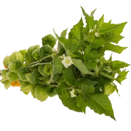 Physalis grün am Stiel 70cm