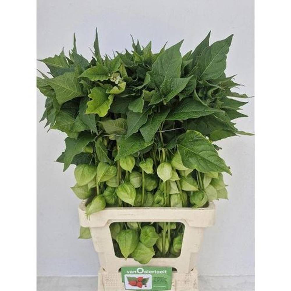 Physalis grün am Stiel 70cm