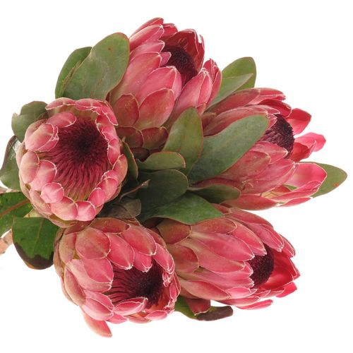Protea rosa Silvia 40cm