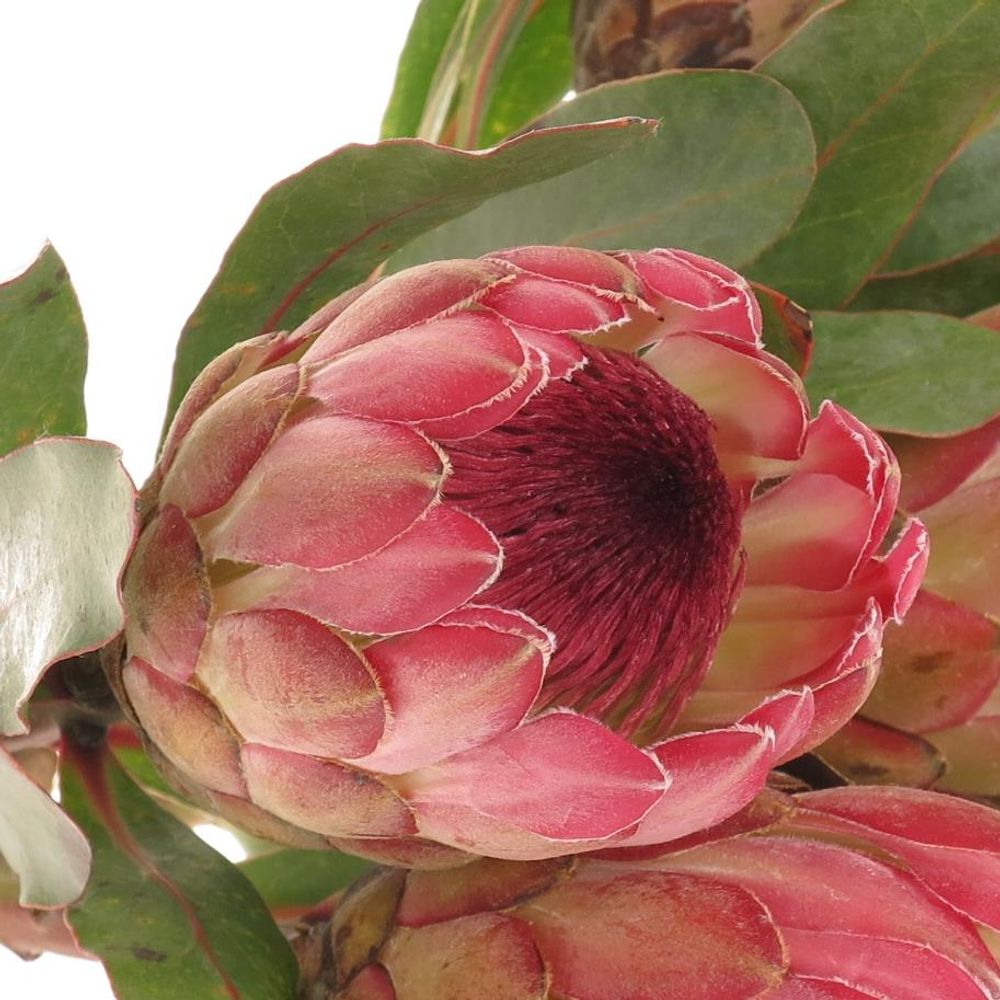 Protea rosa Silvia 40cm