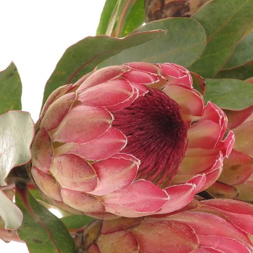 Protea rosa Silvia 40cm