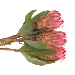 Protea rosa Silvia 40cm