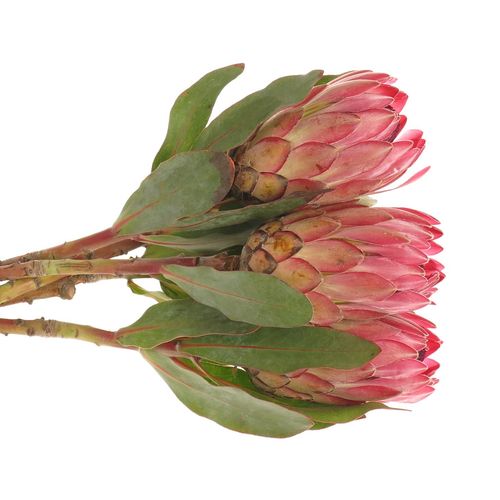 Protea rosa Silvia 40cm