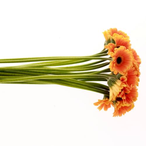 Germini Piccolo orange/gelb Assisi