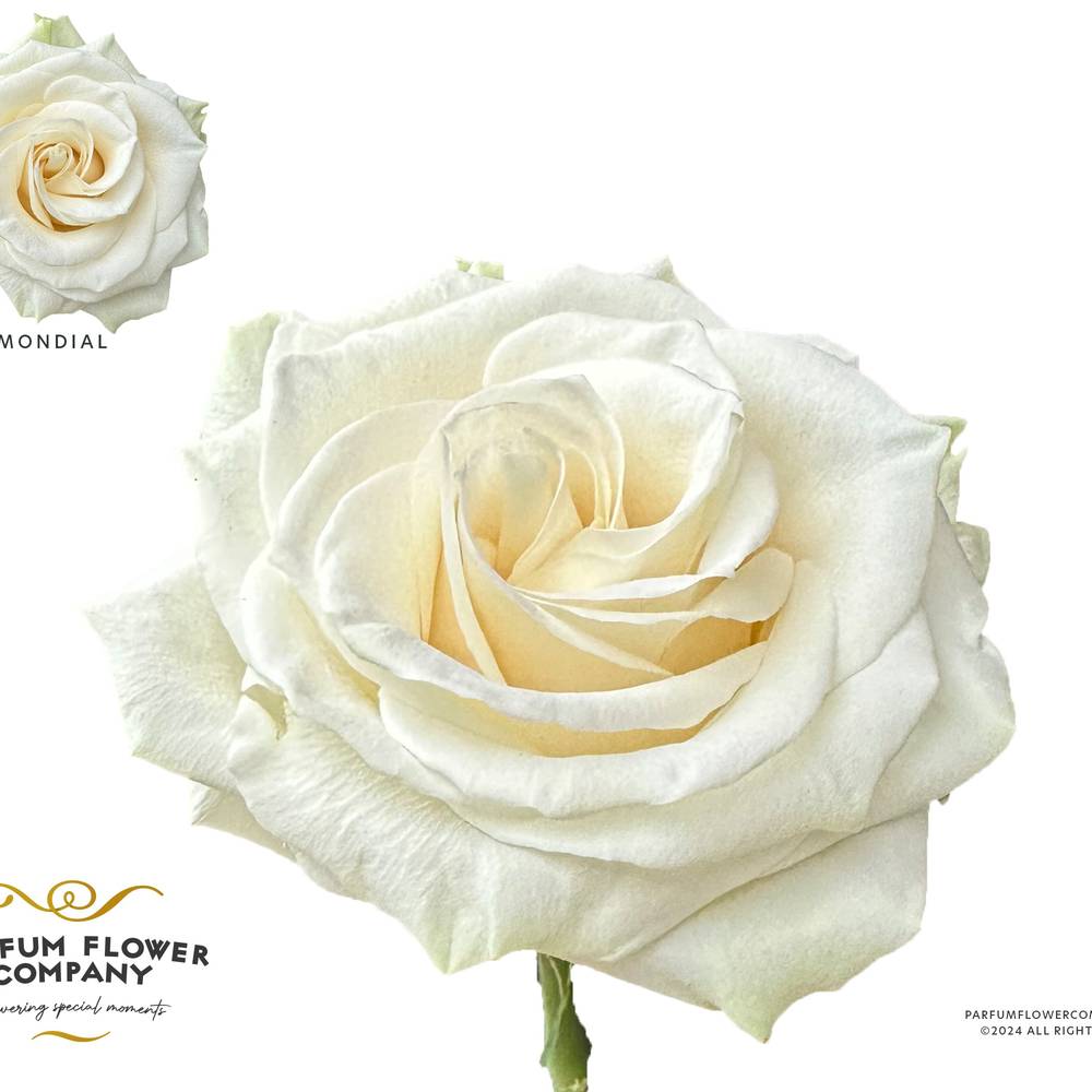 Rose creme Mondial 50cm