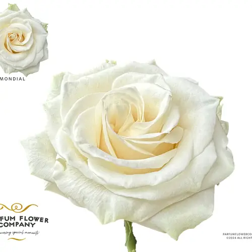 Rose creme Mondial 50cm