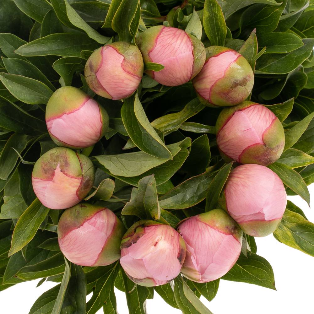 Pfingstrose rosa Salmon Saucer X10 60cm