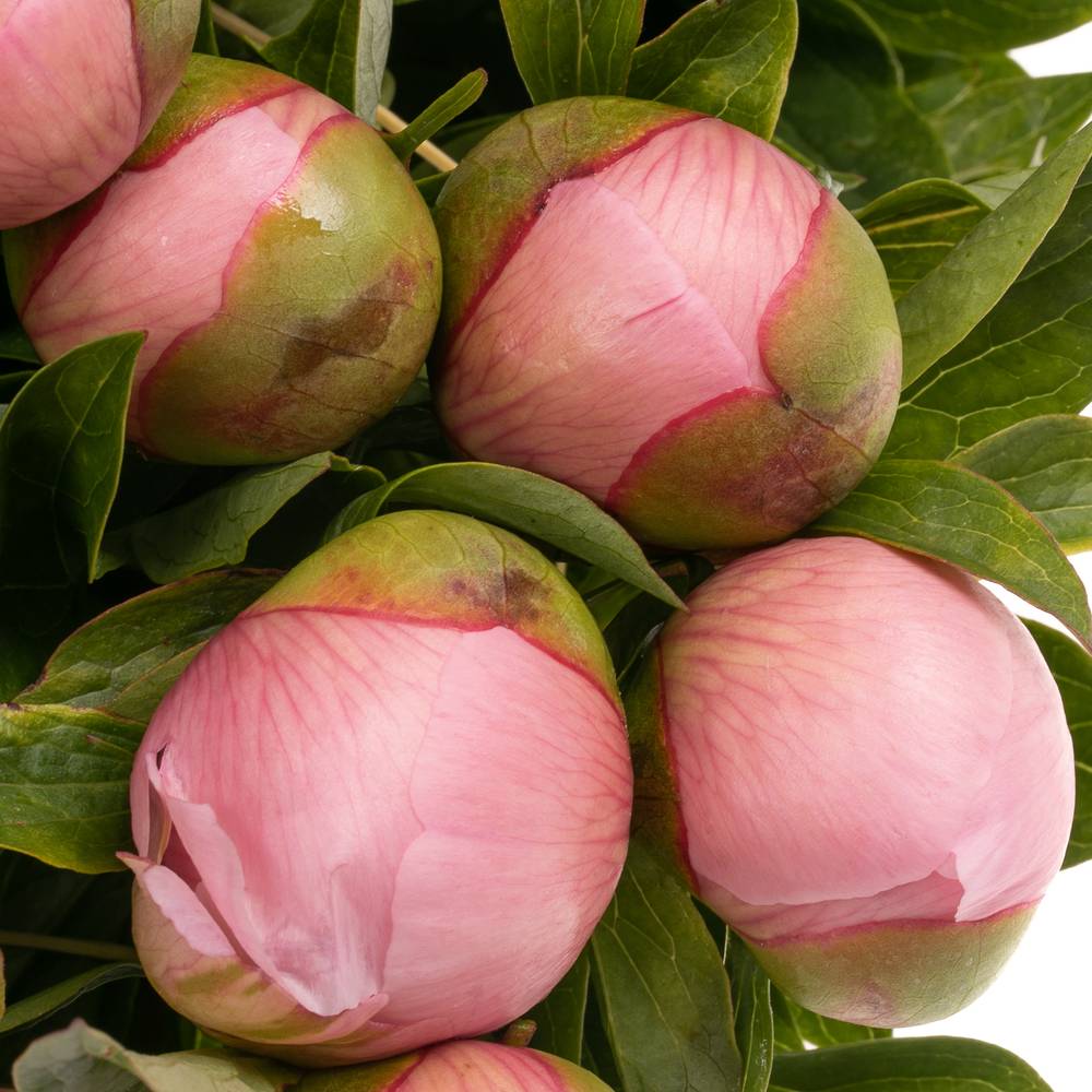 Pfingstrose rosa Salmon Saucer X10 60cm