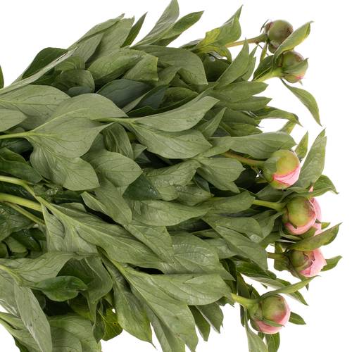 Pfingstrose rosa Salmon Saucer X10 60cm