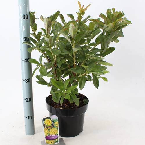 Rhodo.Ak Anneke T23 H60