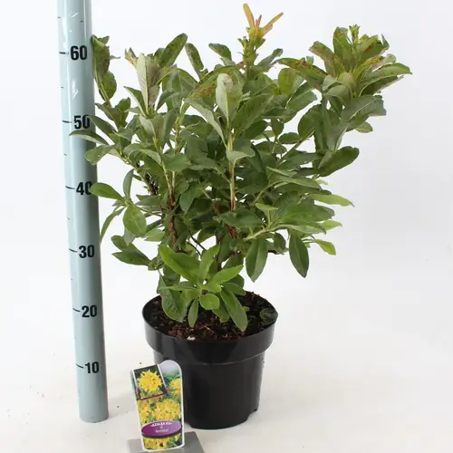 Rhodo.Ak Anneke T23 H60