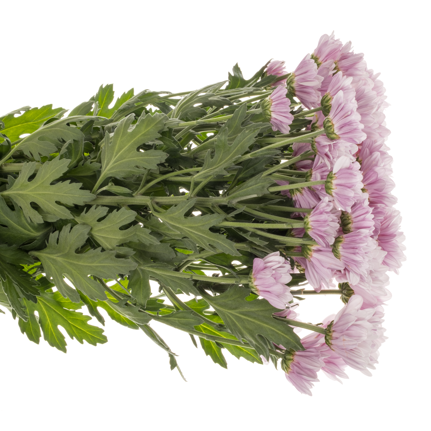 Chrys.Tros rosa 74840 Deliflor Neu 80Gramm 70cm