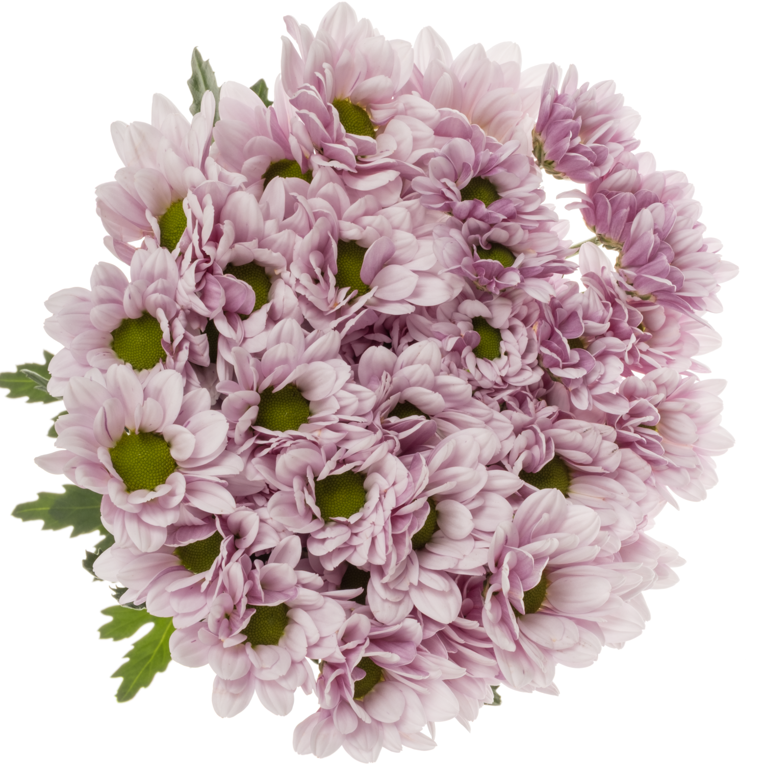 Chrys.Tros rosa 74840 Deliflor Neu 80Gramm 70cm