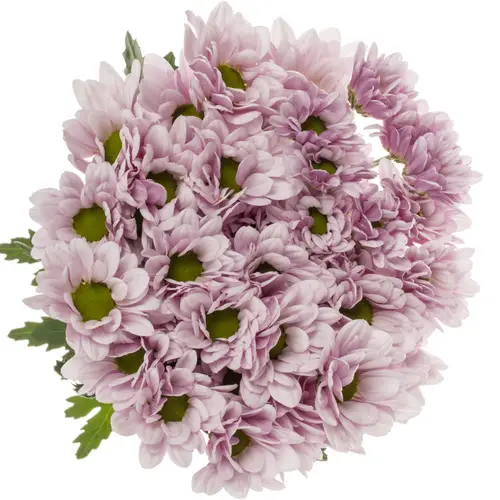 Chrys.Tros rosa 74840 Deliflor Neu 80Gramm 70cm