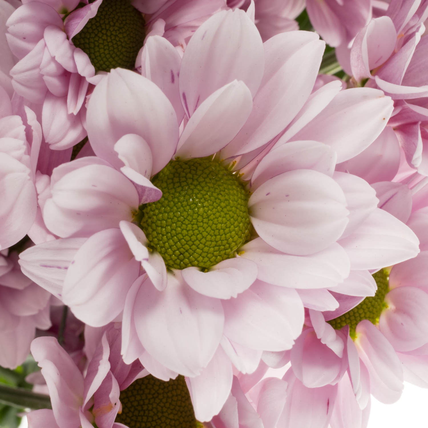 Chrys.Tros rosa 74840 Deliflor Neu 80Gramm 70cm