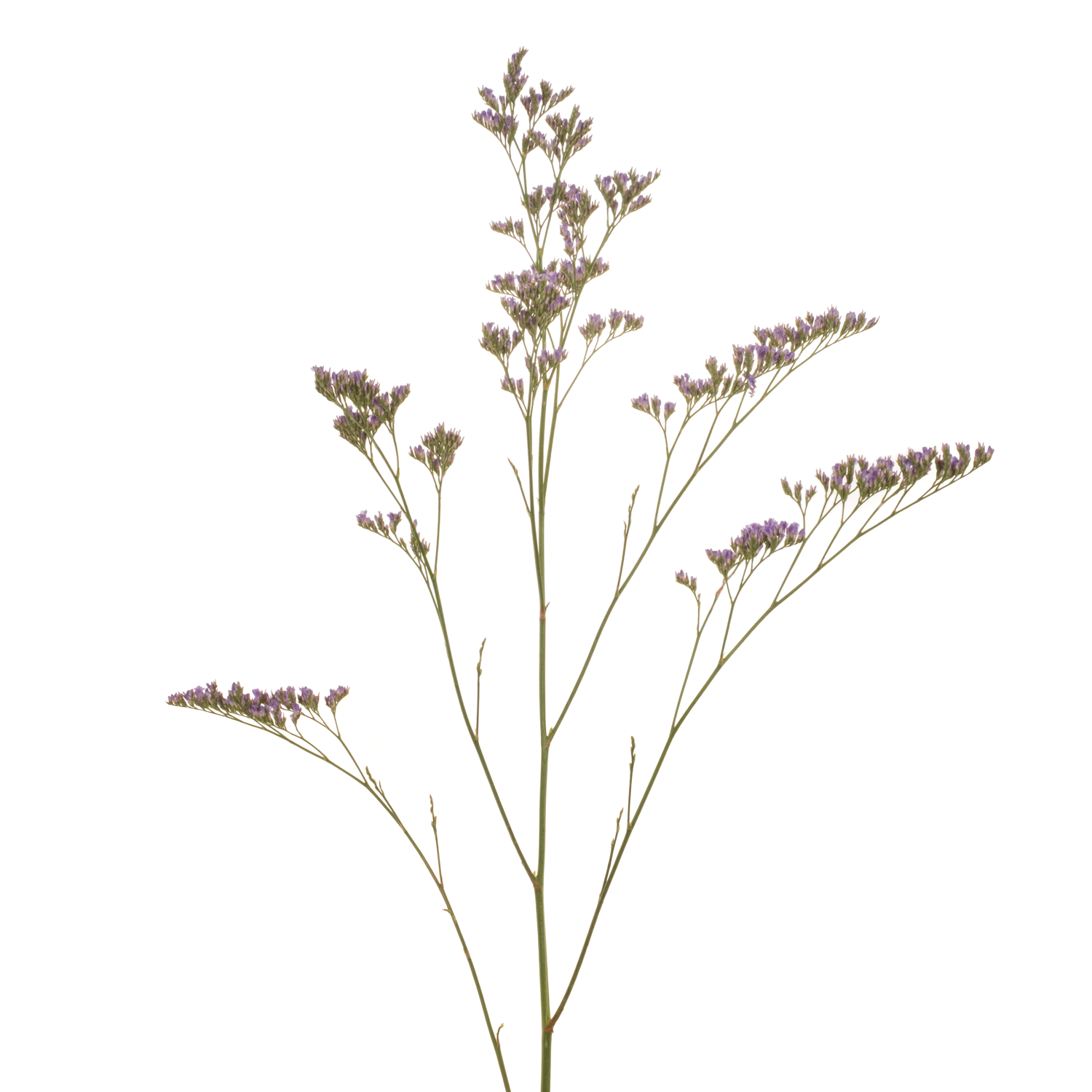 Limonium lila Skylight 40 Gramm 80cm