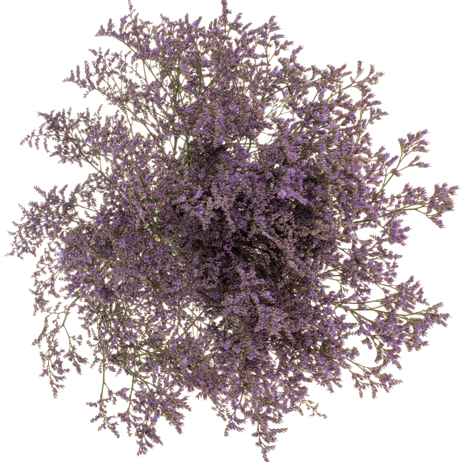 Limonium lila Skylight 40 Gramm 80cm