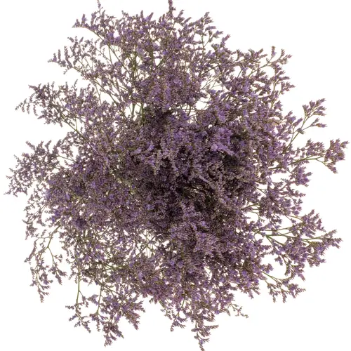 Limonium lila Skylight 40 Gramm 80cm