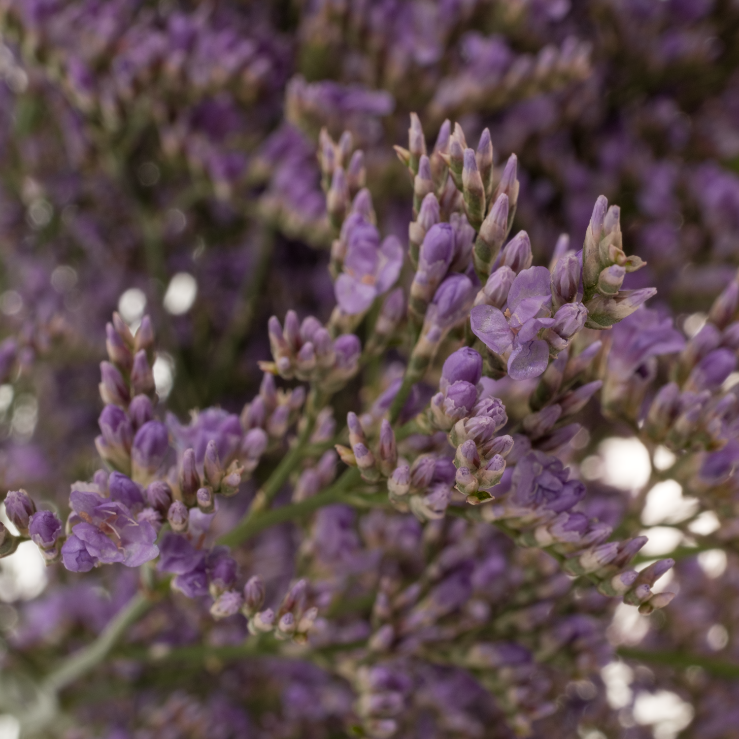 Limonium lila Skylight 40 Gramm 80cm