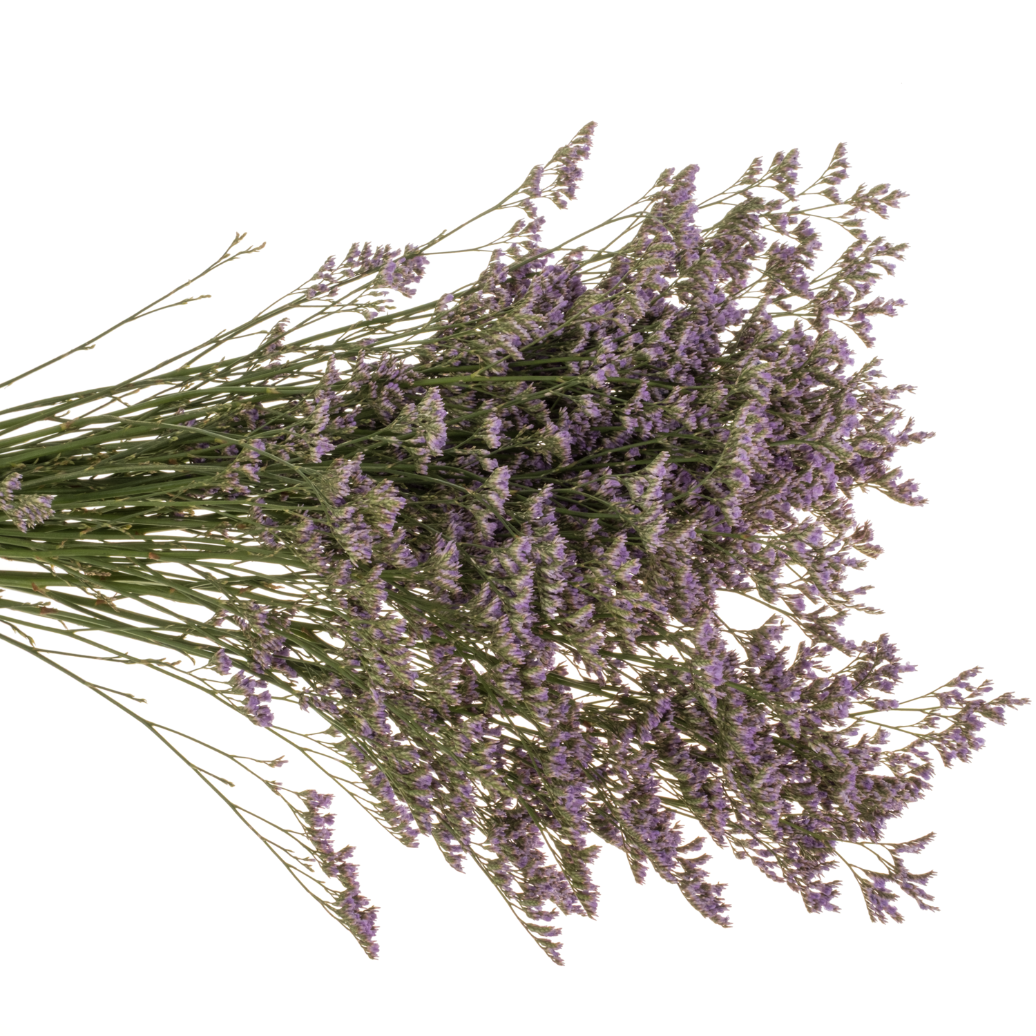 Limonium lila Skylight 40 Gramm 80cm