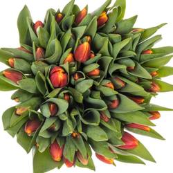 Tulpe rot/gelb Replay 40 Gramm
