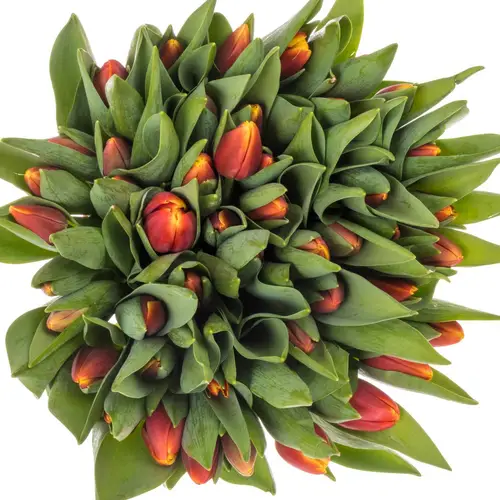 Tulpe rot/gelb Replay 40 Gramm