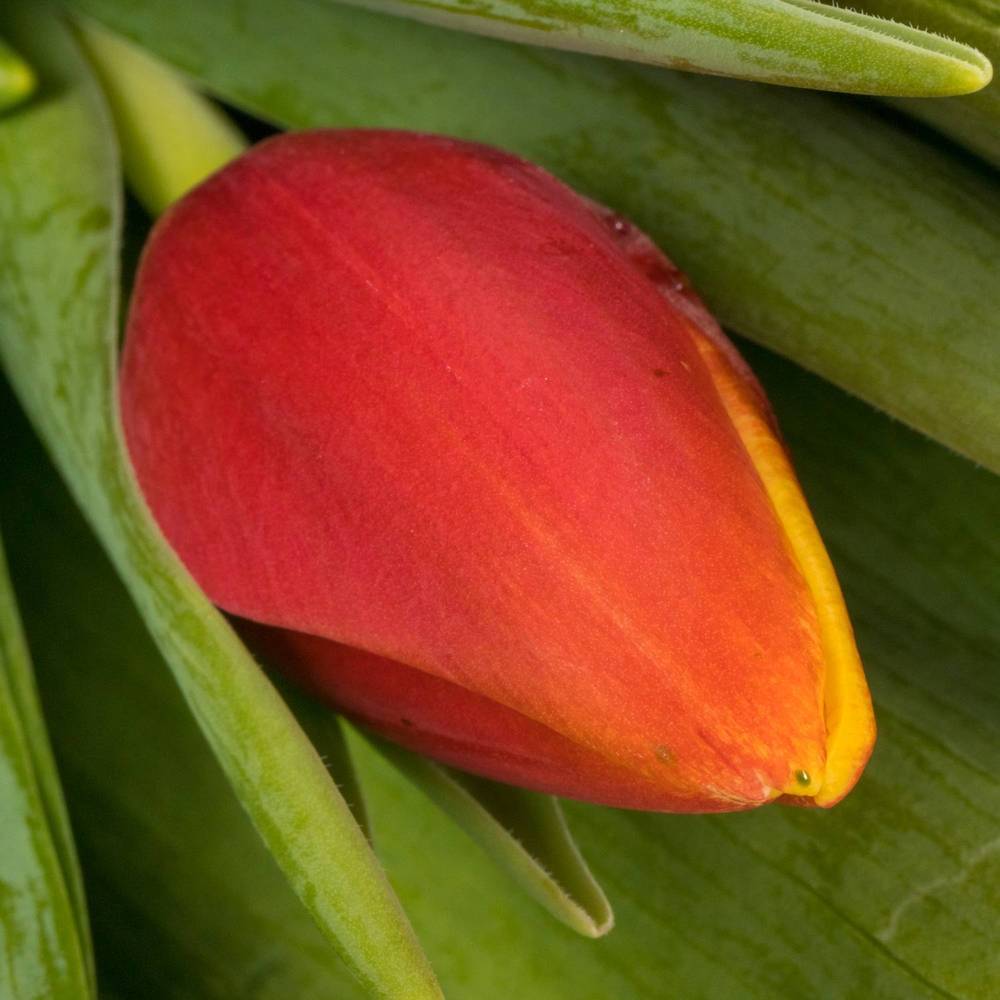 Tulpe rot/gelb Replay 40 Gramm