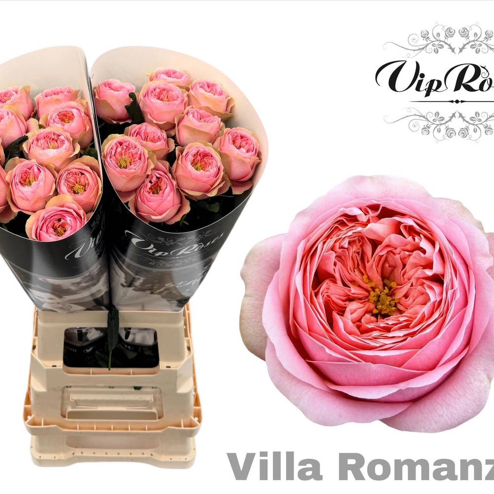 Rose rosa Villa Romanza gefüllt 70cm