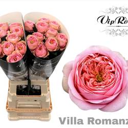 Rose rosa Villa Romanza gefüllt 70cm